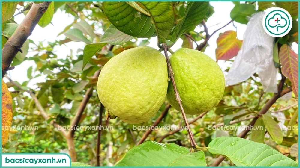 Hiệu quả kinh tế trồng ổi xen sả