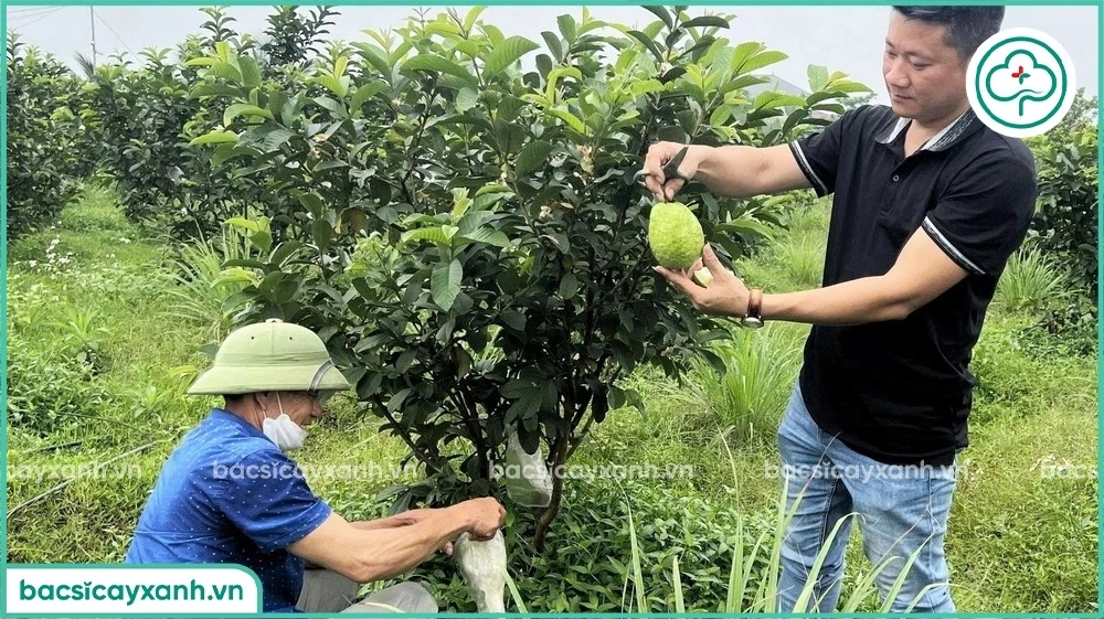 Thiết kế vườn trồng ổi xen sả