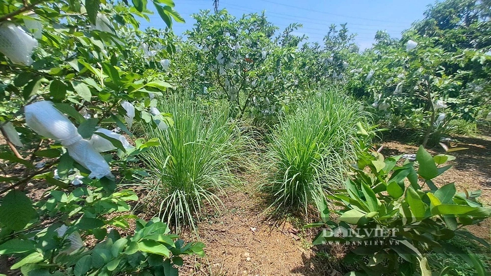 Mô hình trồng ổi xen sả theo báo Đất Việt