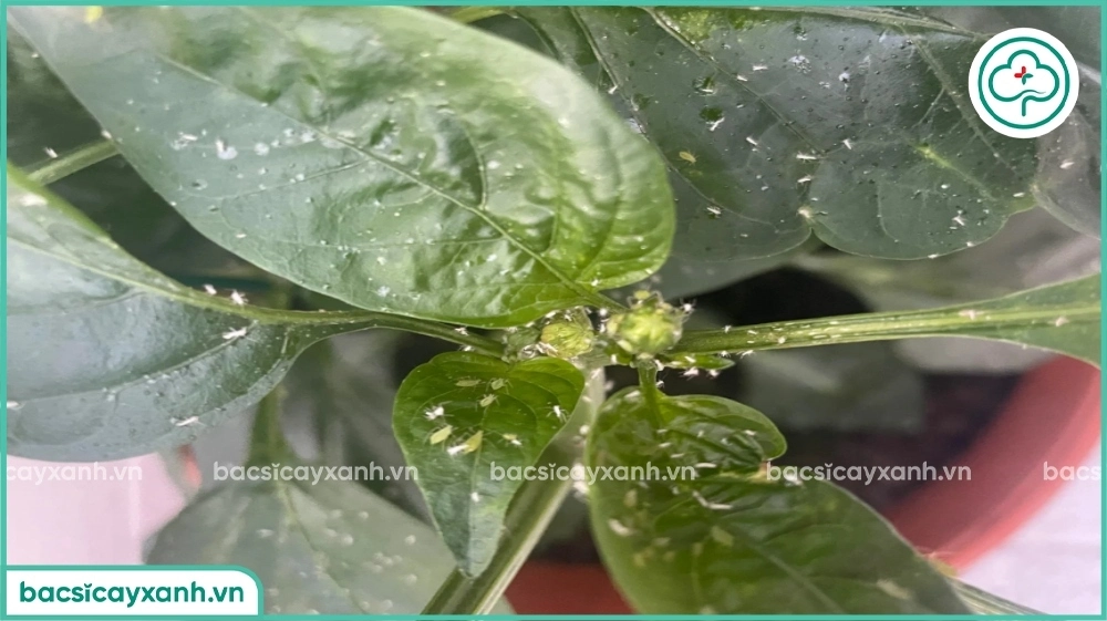 Cây ớt bị rầy tấn công