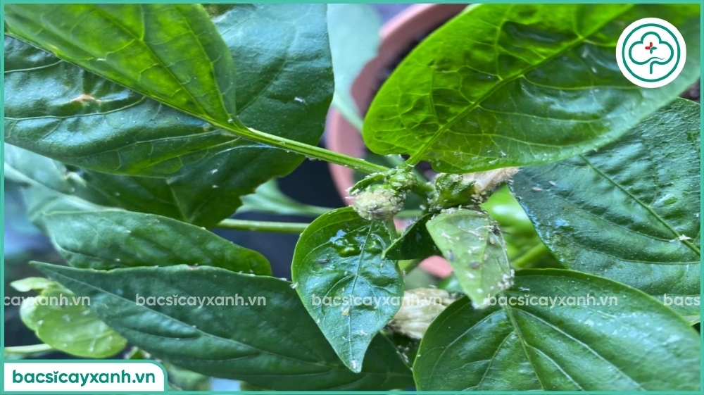 Rầy trắng gây hại trên cây ớt đang ra hoa