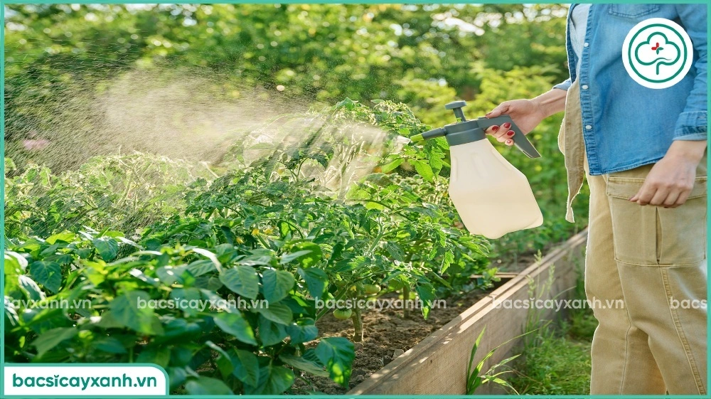 Phun dung dịch nước rửa chèn trừ rầy trắng