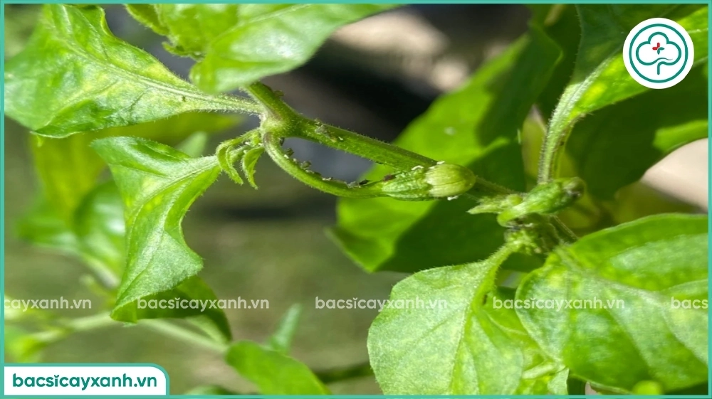 Ớt bị rầy trắng tấn công
