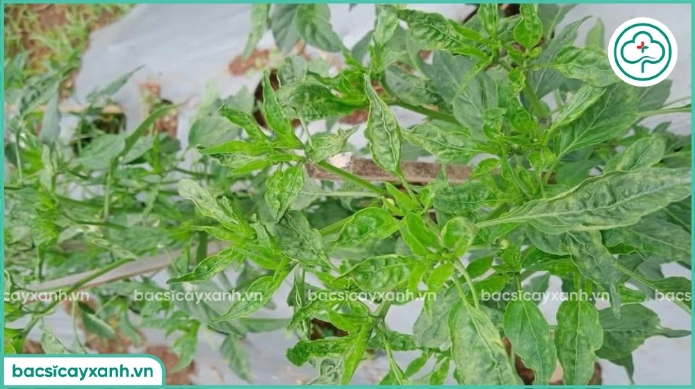 Cây ớt bị xoăn khảm lá thời kỳ ra hoa