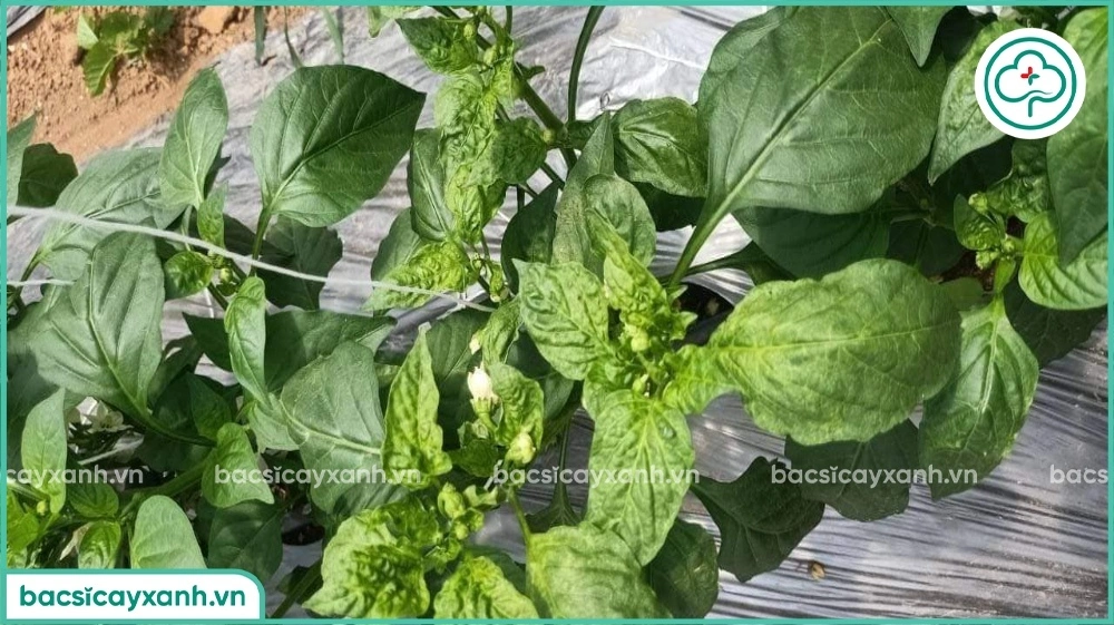 Biểu hiện cây ớt bị xoăn khảm lá ngọn