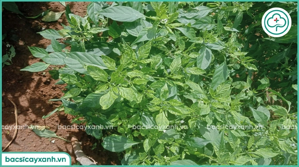 Cây ớt bị xoăn khảm lá ngọn