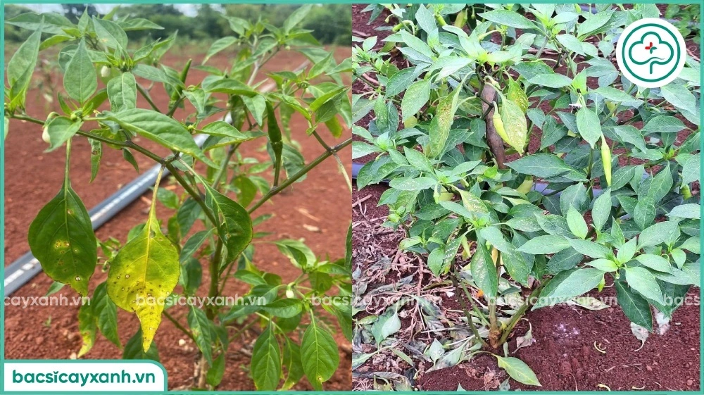 ớt bị vàng lá