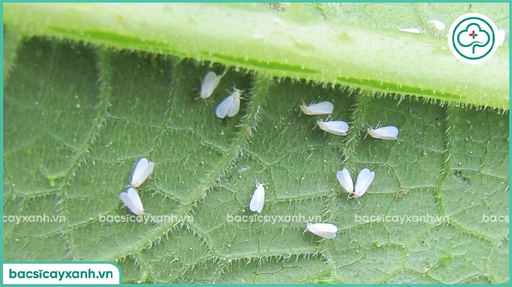 Rầy trắng gây hại trên ớt