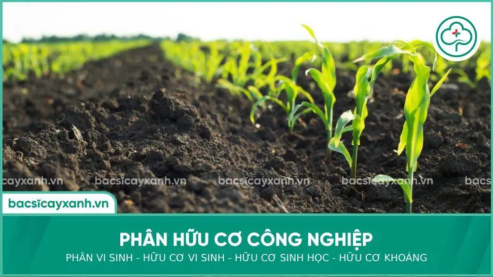 phân hữu cơ công nghiệp