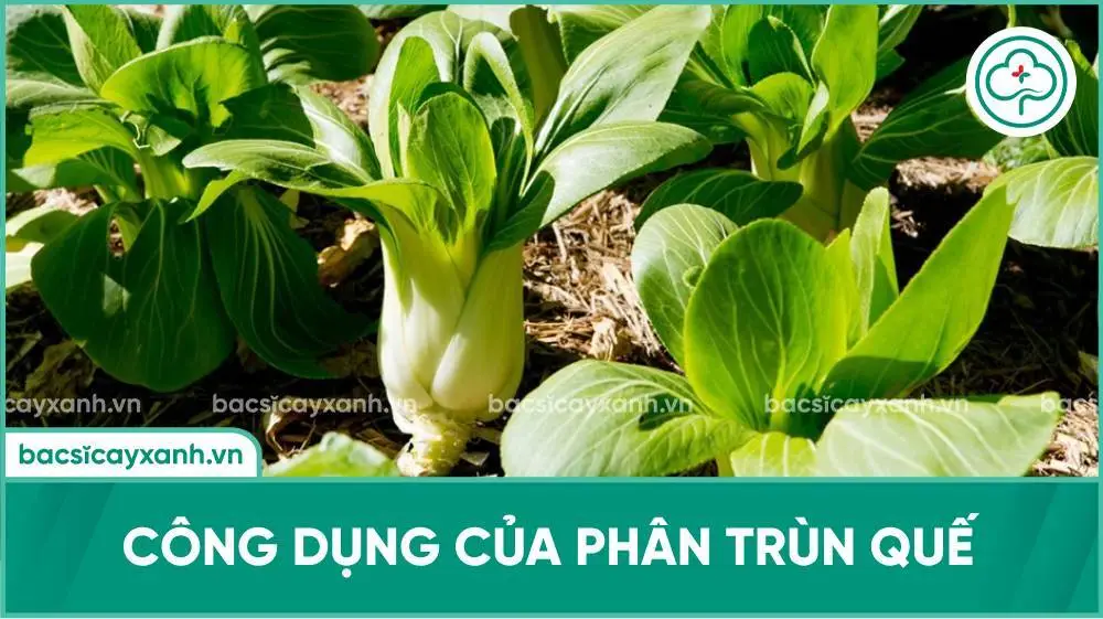 Công dụng của phân trùn quế