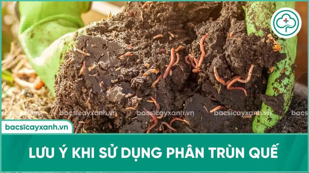 Lưu ý khi sử dụng phân trùn quế