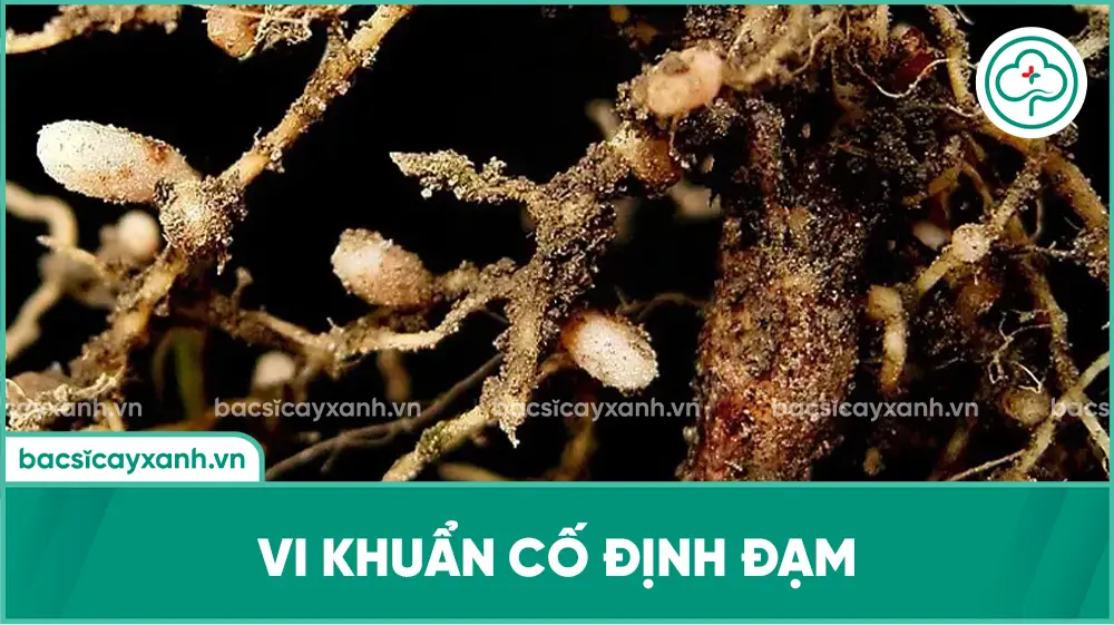 vi khuẩn cố định đạm