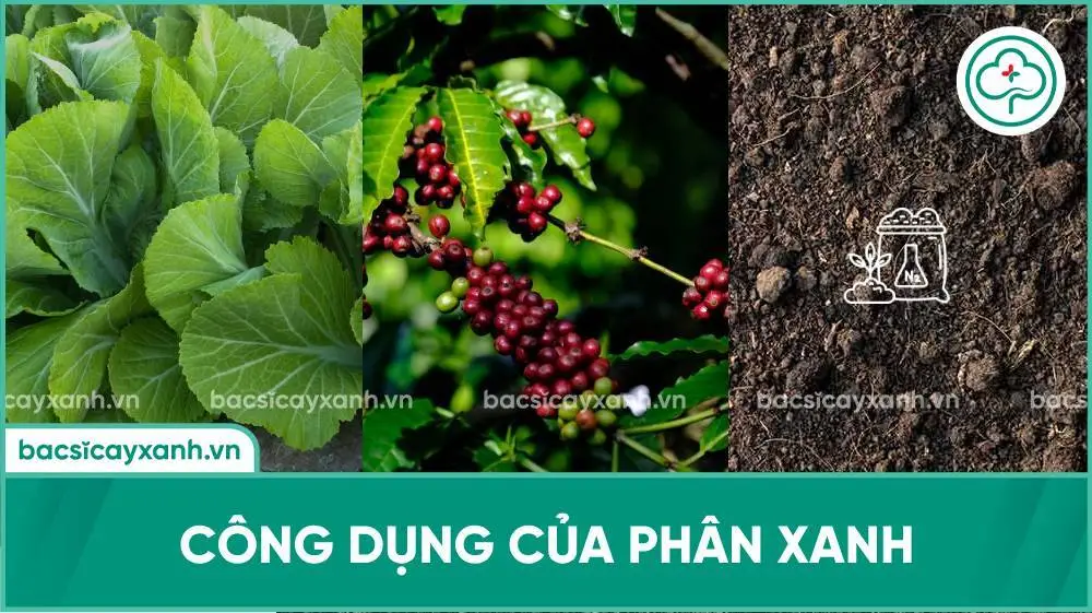 Phân xanh là gì? Công dụng của phân xanh đối với cây trồng