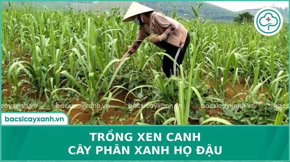 Cách sử dụng cây phân xanh hợp lý