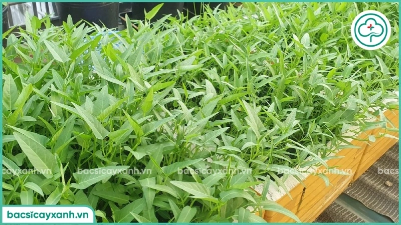 Cách trồng rau muống hiệu quả thu hoạch nhiều đợt
