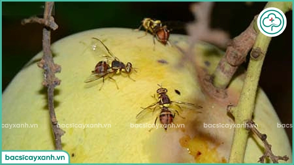 Ruồi vàng đục trái