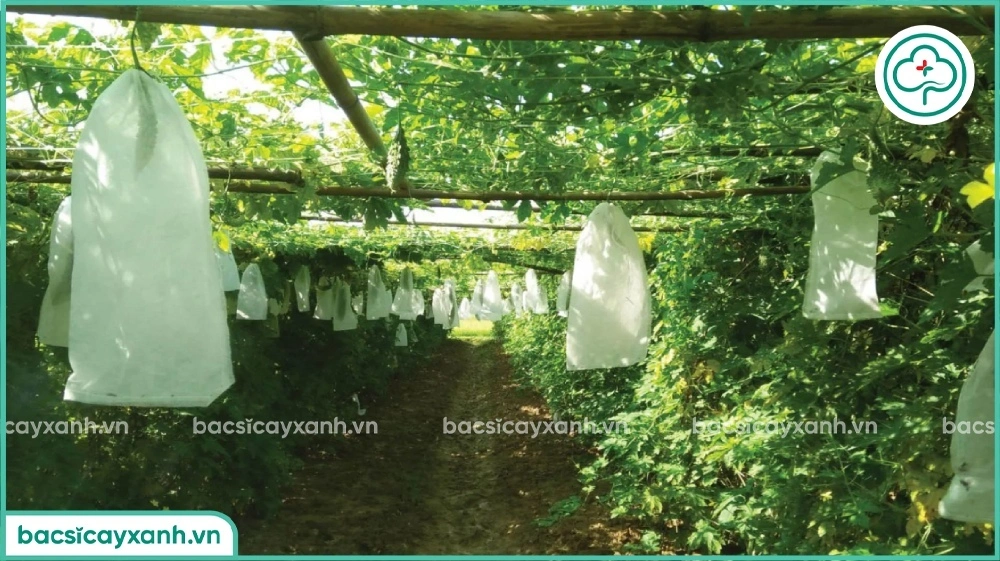 Bọc trái bảo vệ khỏi sự tấn công của ruồi vàng