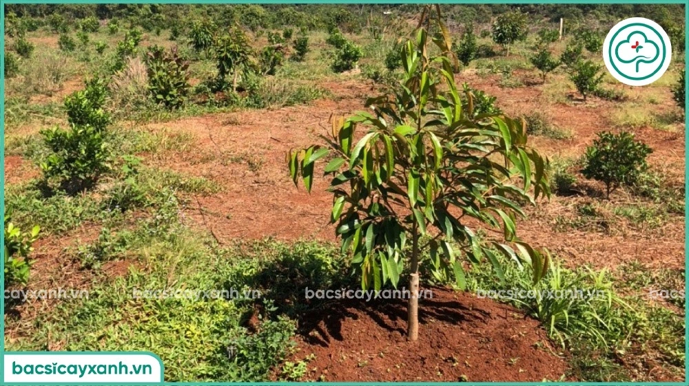 Sử dụng trichoderma cải thiện môi trường vùng rễ