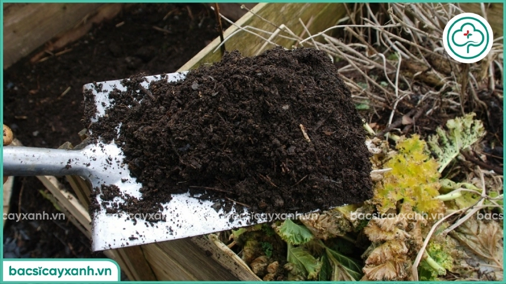 Chọn trichoderma ủ phân hữu cơ tốt