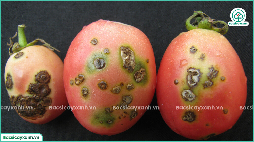 Bệnh đốm vi khuẩn trên cà chua
