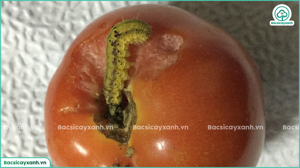 Hậu quả khi sâu xanh đục quả cà chua
