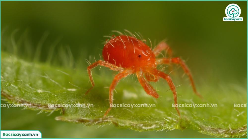 Đặc điểm nhận biết nhện đỏ hại ngò rí