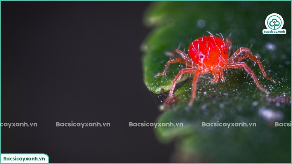 Đặc điểm nhận biết nhện đỏ hại ớt