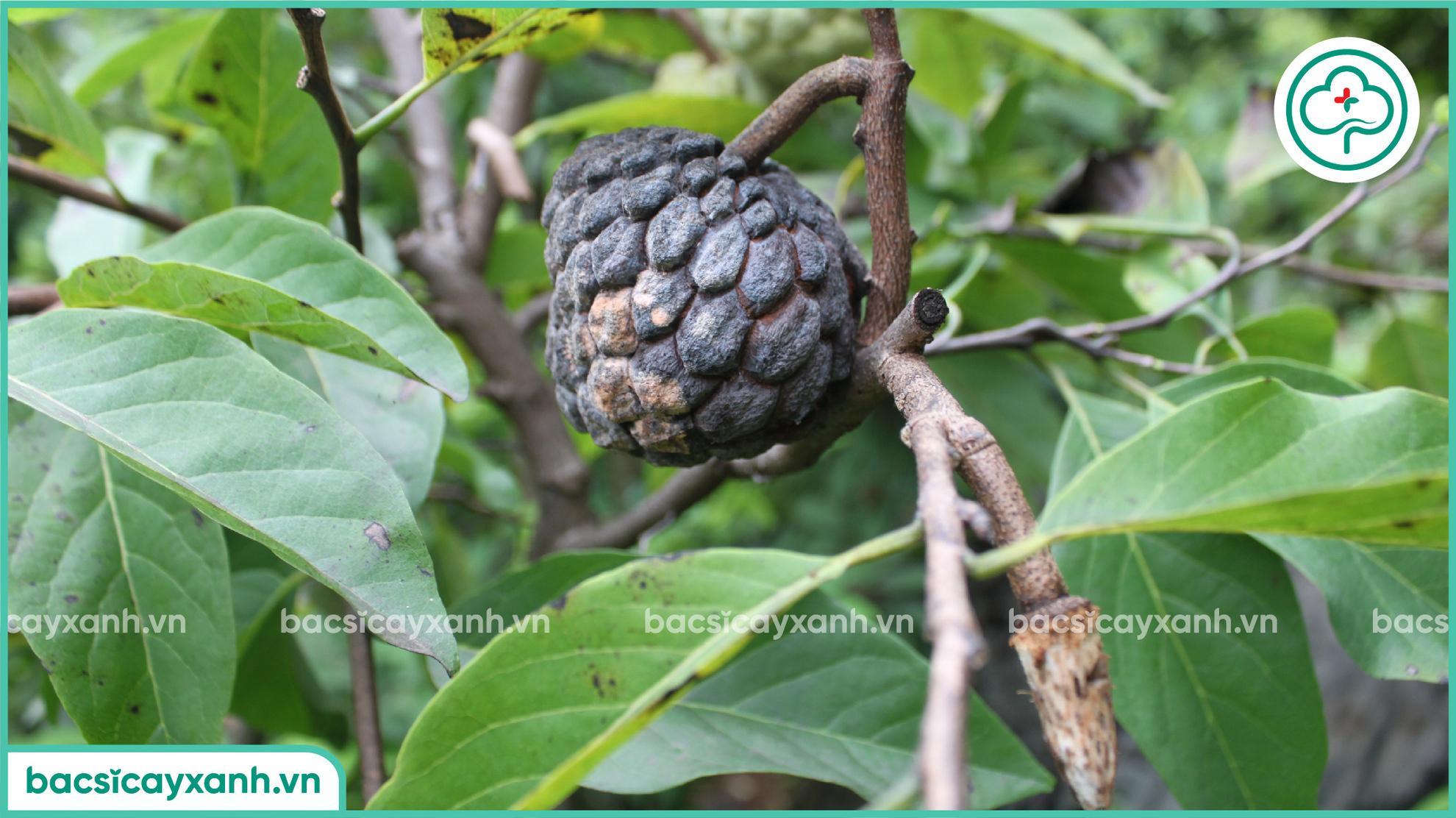 Bệnh thán thư trên mãng cầu na