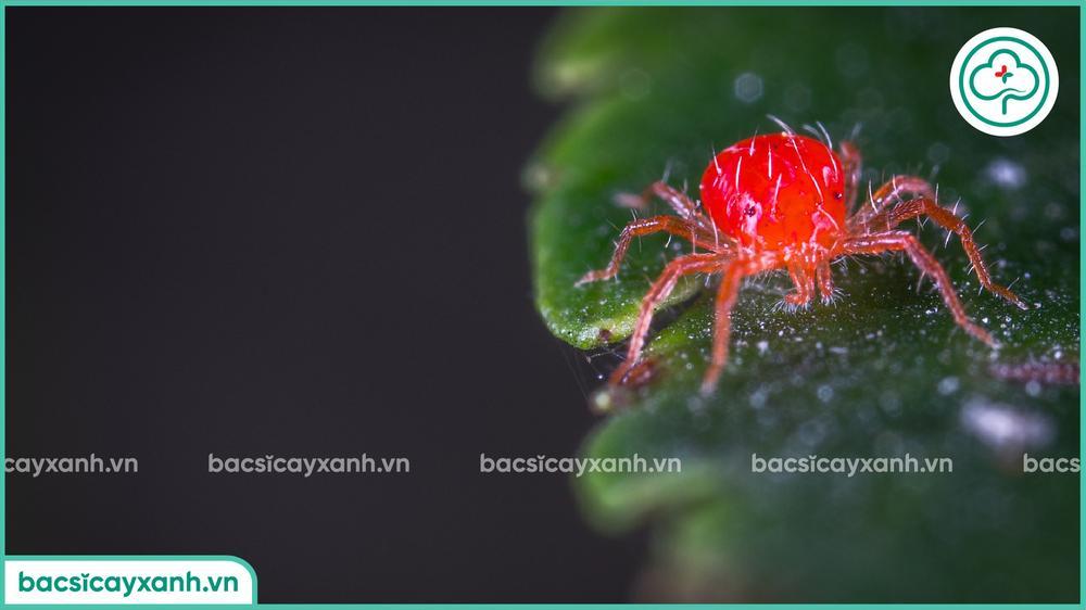 Đặc điểm nhận biết nhện đỏ hại ớt trái