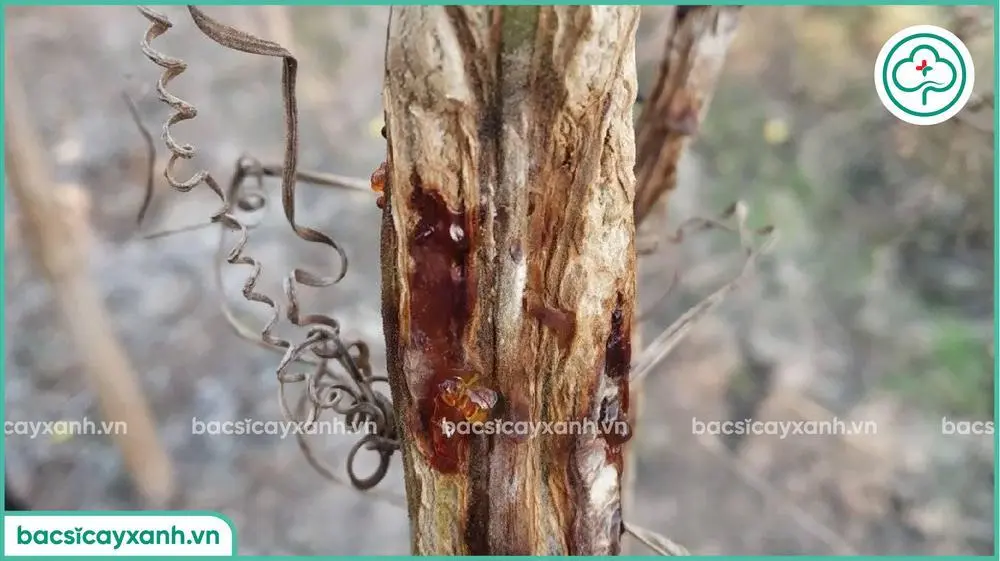 Hậu quả bệnh nứt thân chảy nhựa trên cây bí đao