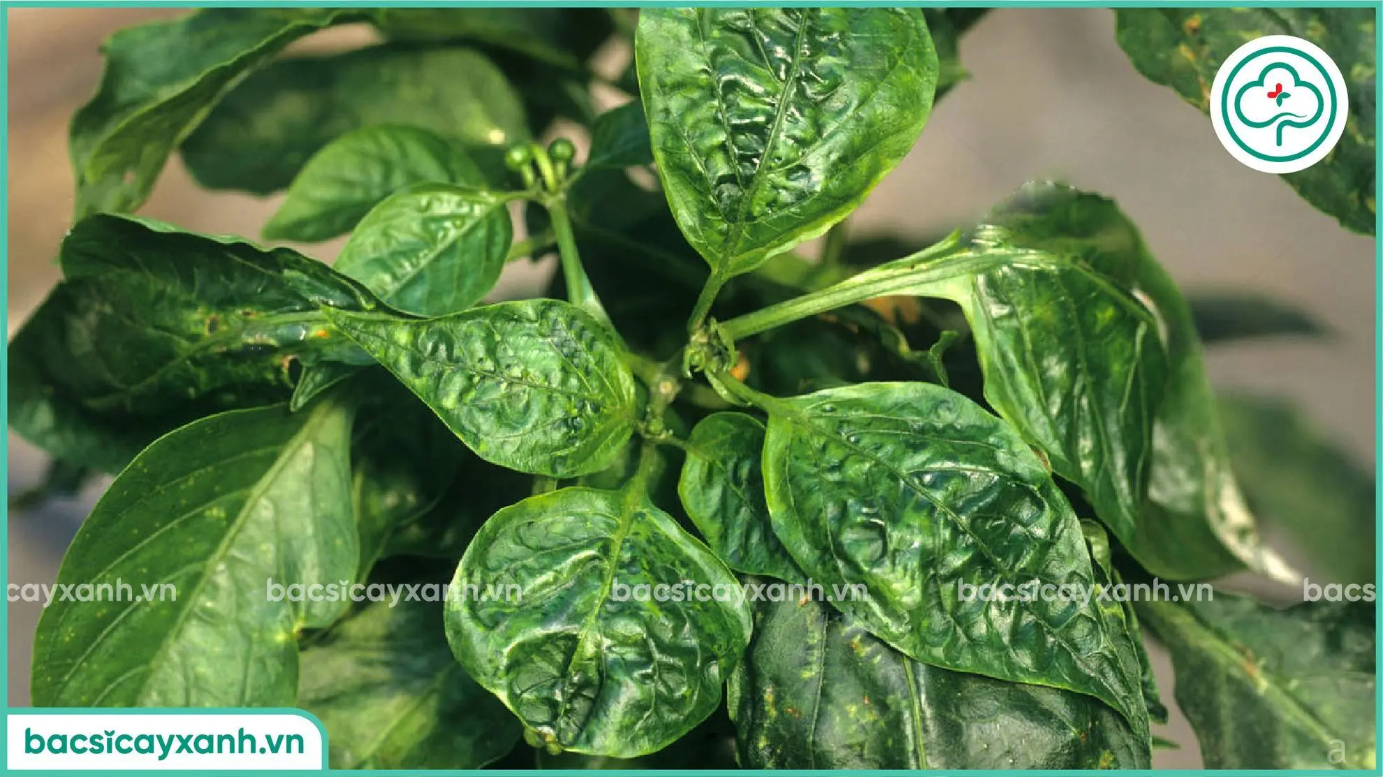 ảnh hưởng của bệnh xoăn lá ớt