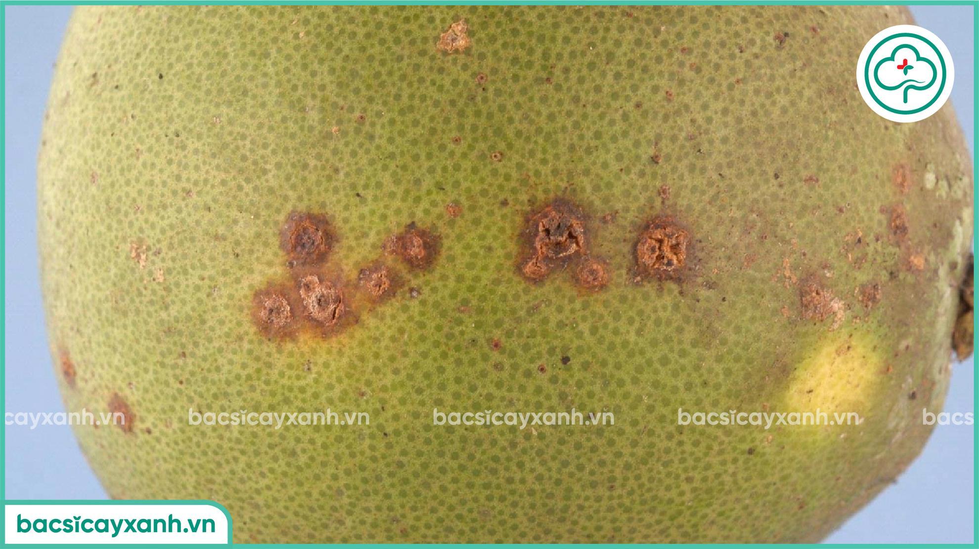 Bệnh loét trái bưởi