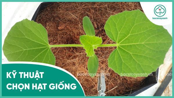 Kỹ thuật chọn giống dưa lưới và các giống dưa lưới phổ biến hiện nay