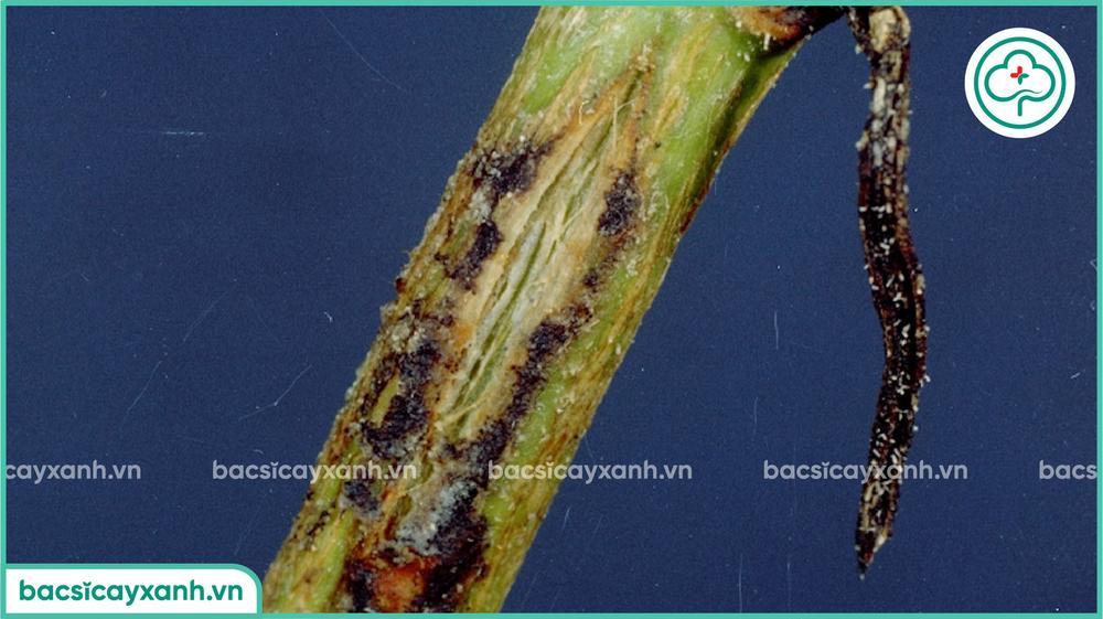 Hậu quả cây dưa leo bị bệnh nứt thân xì mủ
