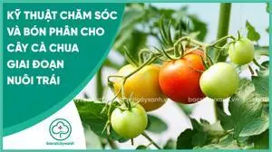 Kỹ thuật chăm sóc cà chua giai đoạn nuôi trái