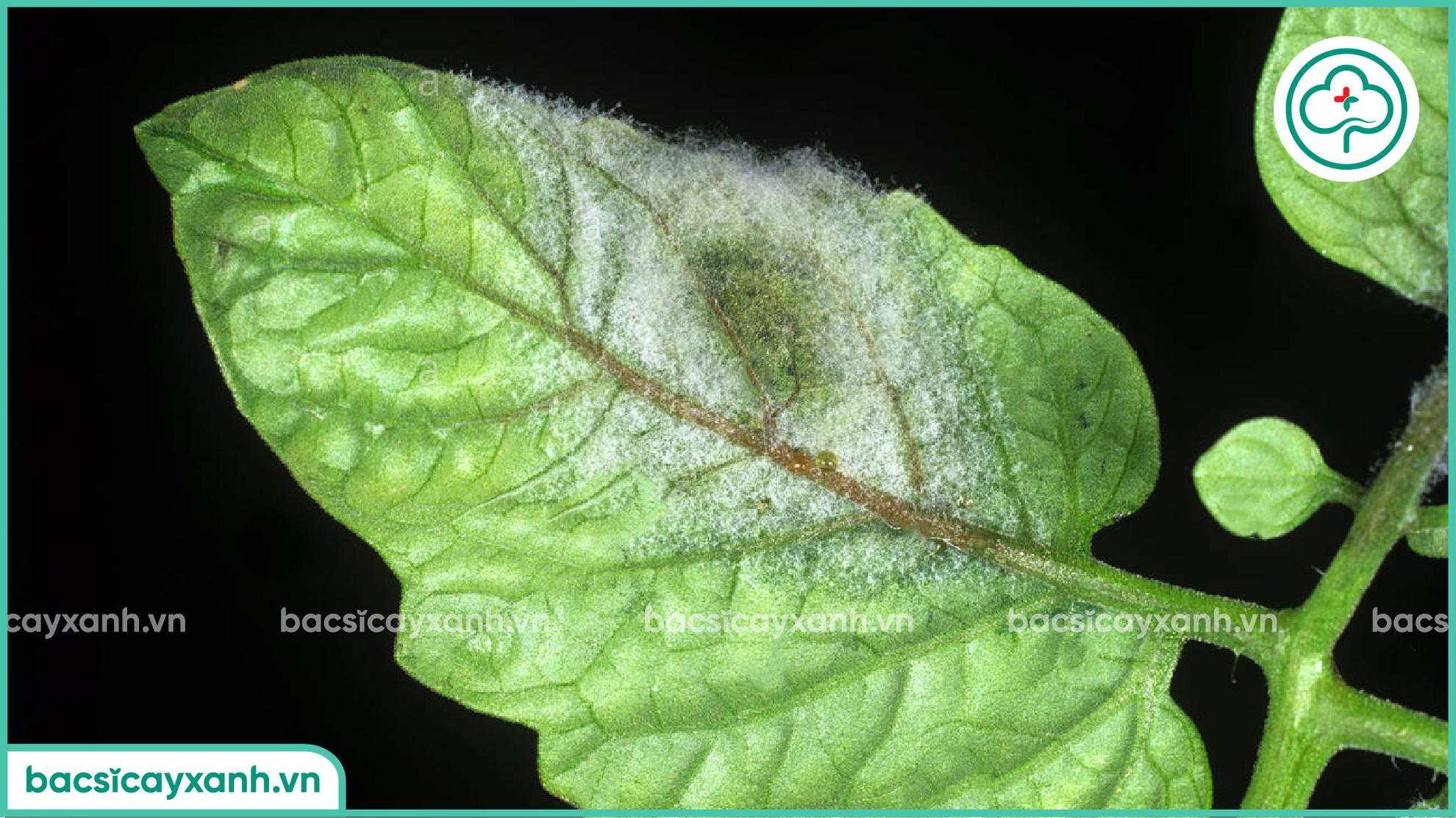 Biểu hiện bệnh mốc sương trên lá