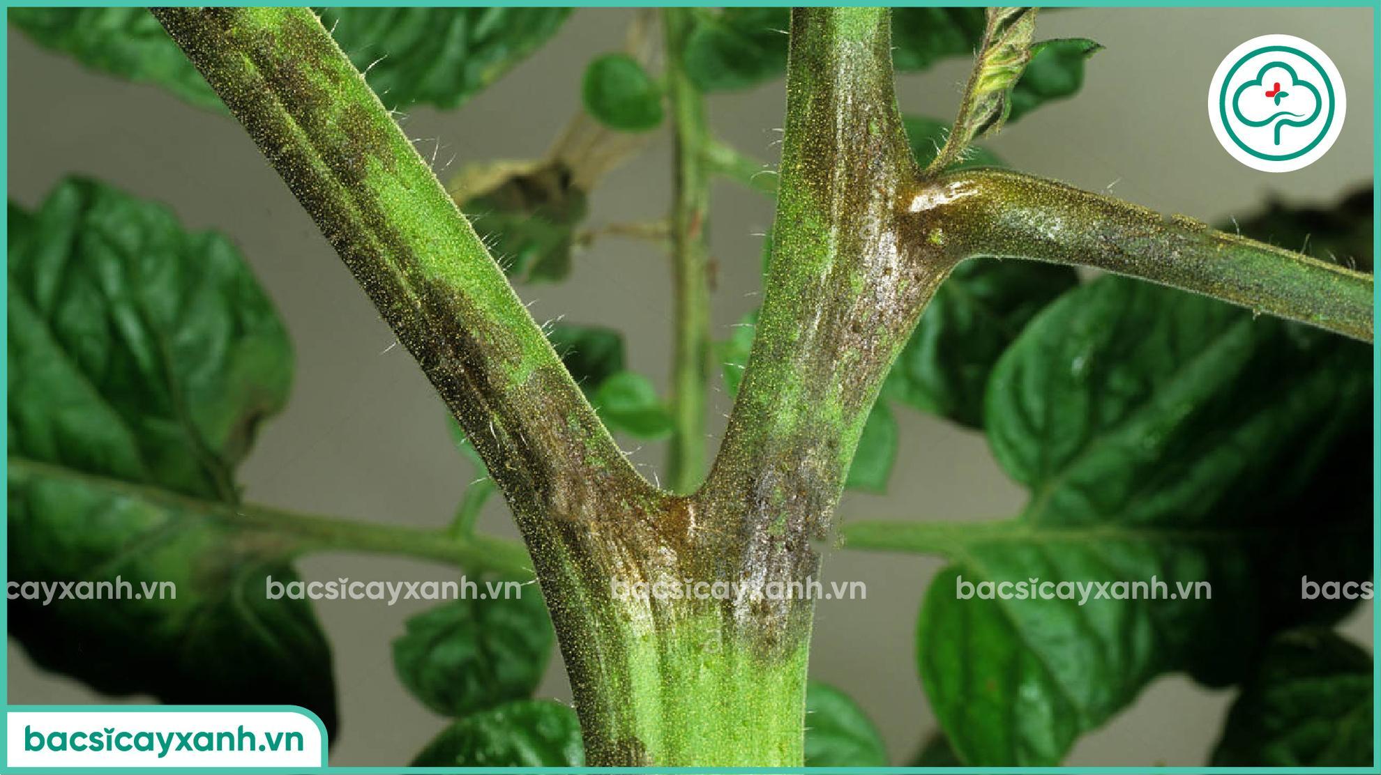 Biểu hiện bệnh sương mai trên thân cành cà chua