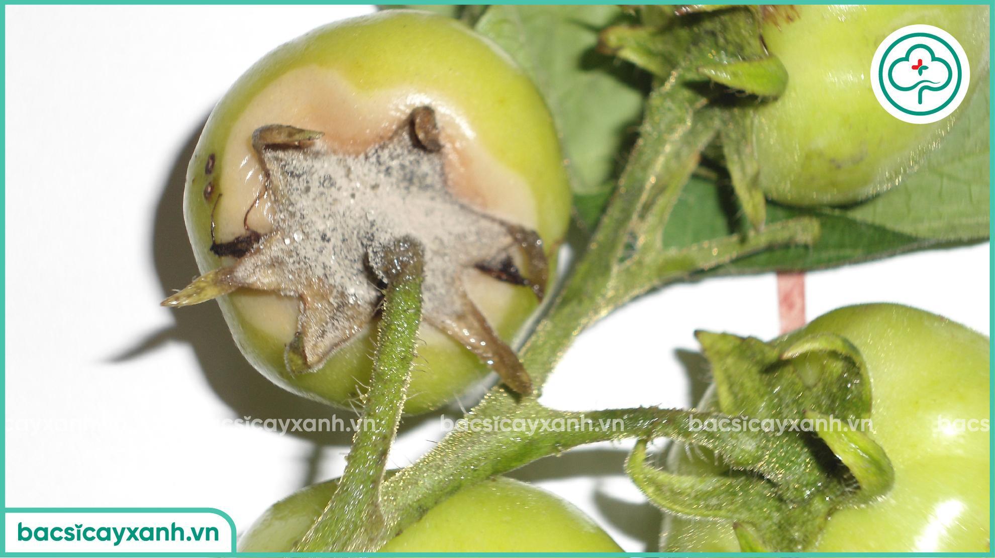 Bệnh sương mai gây ảnh hưởng trên trái cà chua