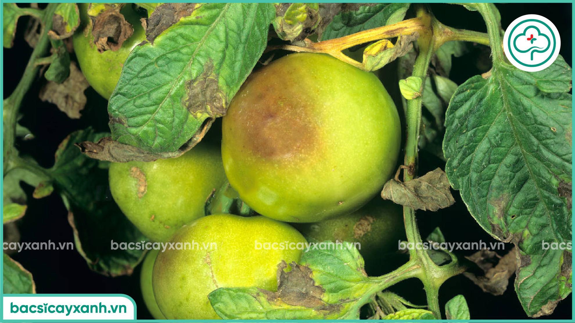 bệnh sương mai trên cà chua