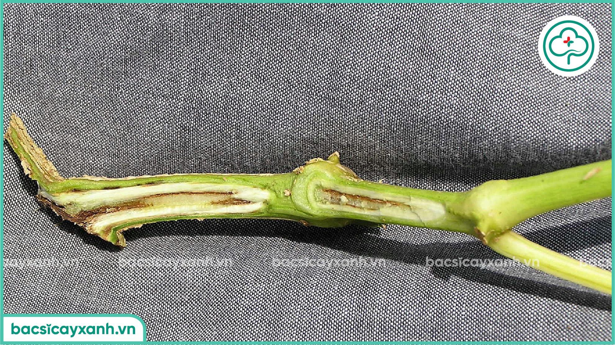 Nguyên nhân gây héo xanh cà chua