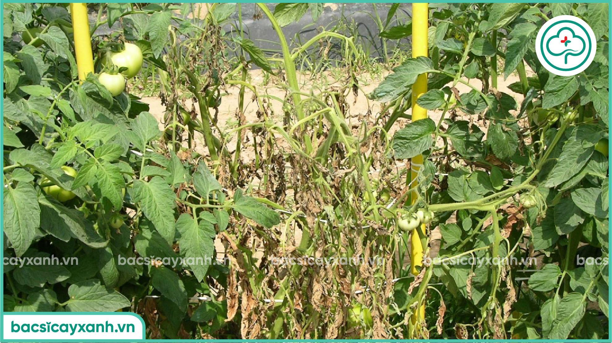 Bệnh héo xanh trên cây cà chua