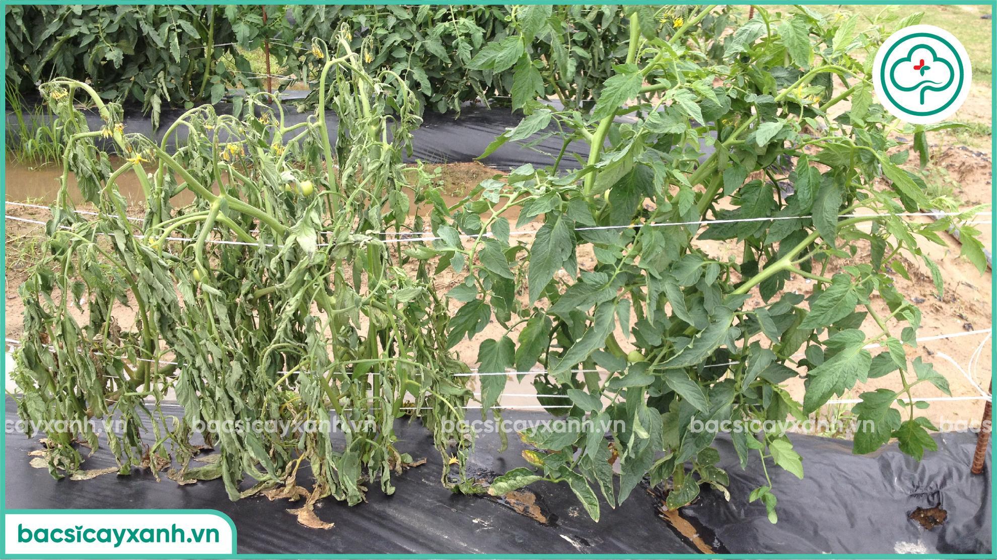 xử lý héo xanh trên cà chua