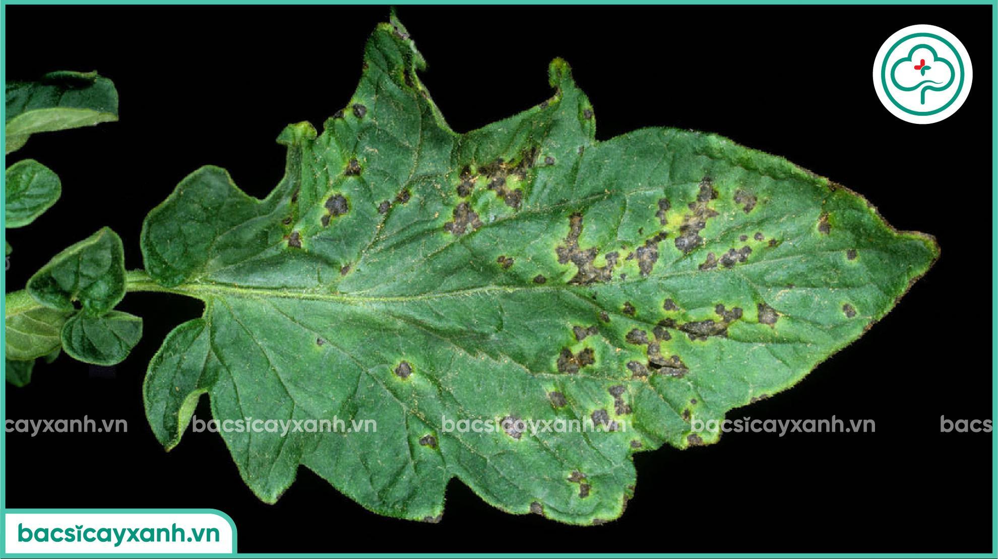 Đốm vi khuẩn trên cà chua