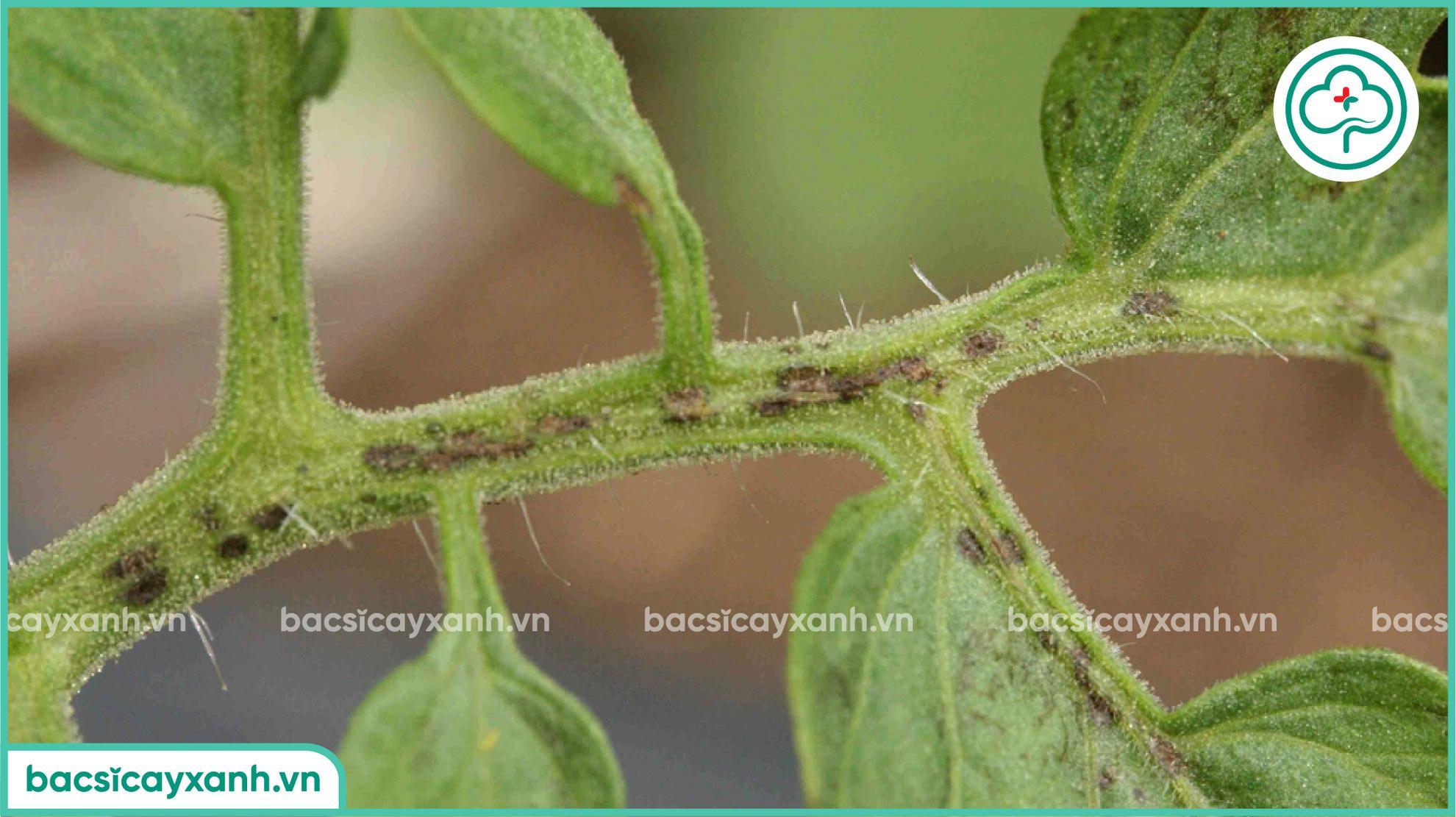 đốm vi khuẩn trên cà chua