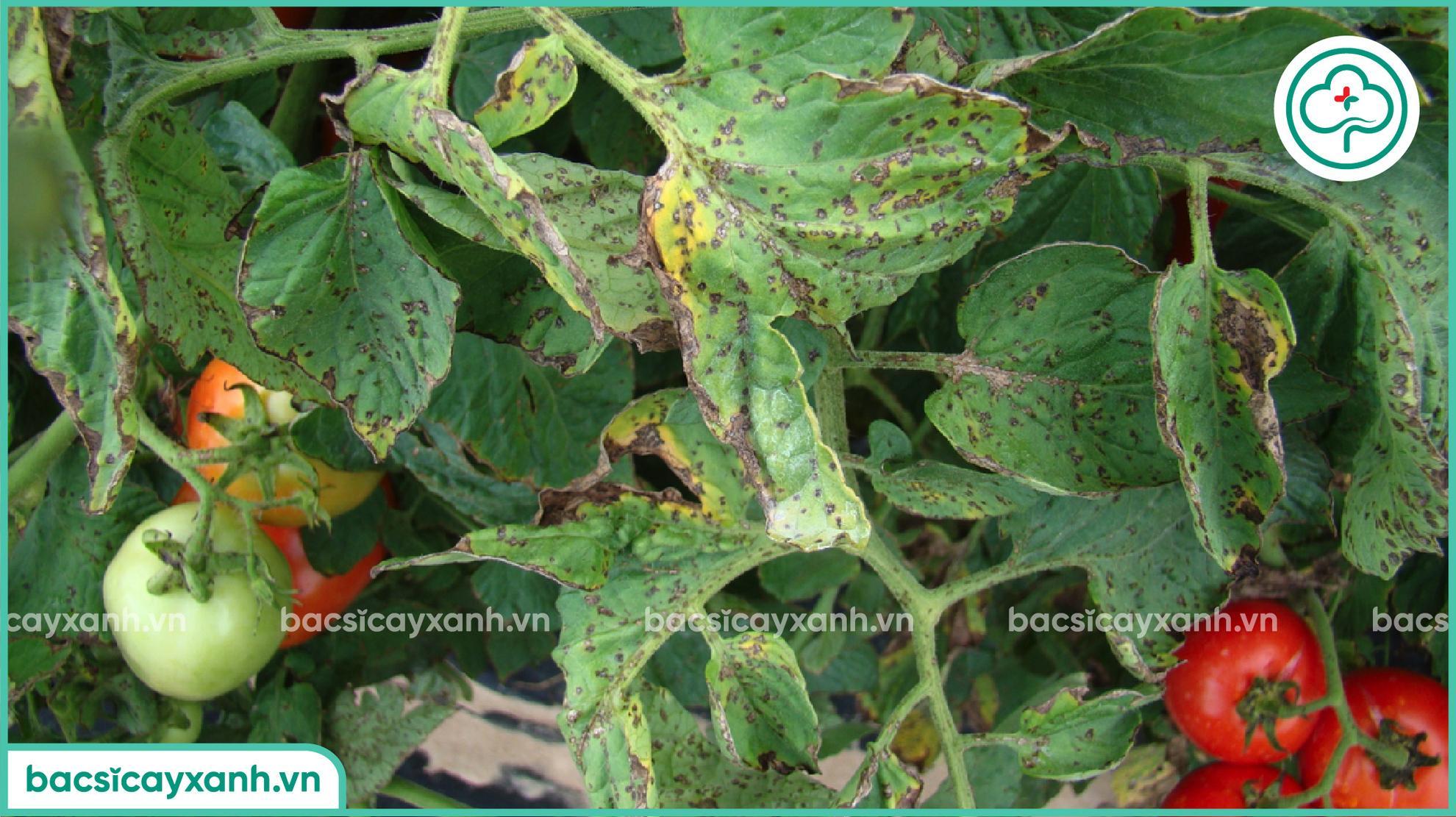 đốm vi khuẩn trên cà chua