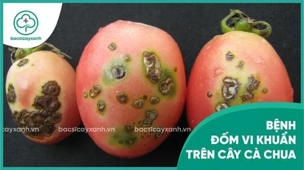 Bệnh đốm vi khuẩn trên cà chua