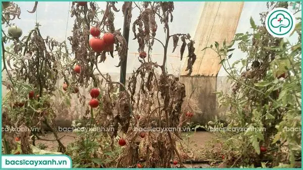 Hậu quả nghiêm trọng của bệnh héo vàng trên cây cà chua