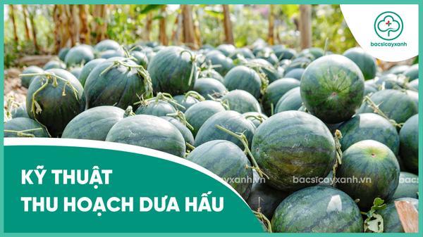 Cách thu hoạch dưa hấu chi tiết