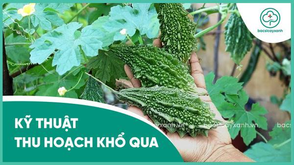 Kỹ thuật thu hoạch và thời gian thu hoạch khổ qua mướp đắng đạt chất lượng cao