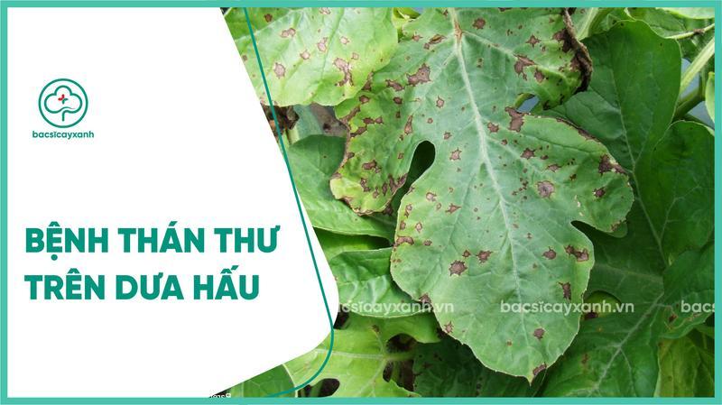 Cách phòng ngừa và kiểm soát bệnh thán thư trên dưa hấu là gì?
